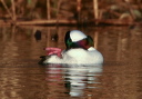 img_8109_bufflehead