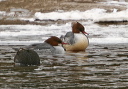 img_8382_merganser