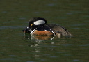 img_9335_merganser