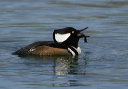 img_9354_merganser