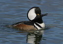 img_9364_merganser
