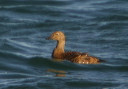 king_eider229