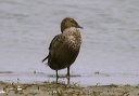 king_eider_img_2371
