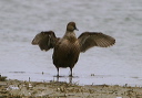 king_eider_img_2378