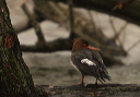 rbmerganser9019