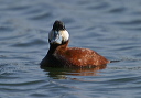 ruddy_duck_1