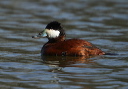 ruddy_duck_11