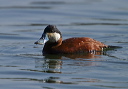 ruddy_duck_2