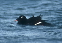white-winged_scoter_001