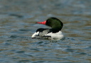 yl0d1450_merganser