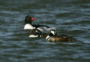yl0d1488_merganser