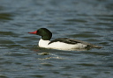 yl0d1556_merganser