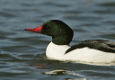 yl0d1556_merganser_head