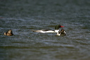 yl0d1579_merganser