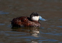 zh3z0567_ruddy_duck