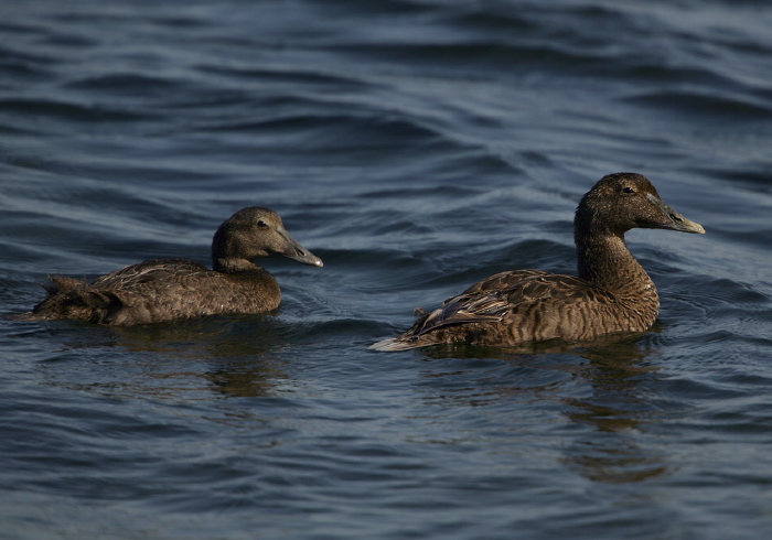 Somateria mollissima Anatidae