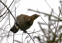 img_8969_grouse