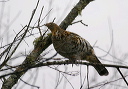 img_8991_grouse