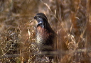 northern_bobwhite