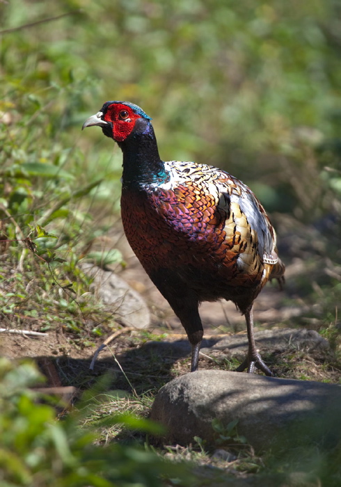 Phasianus colchicus Phasianidae