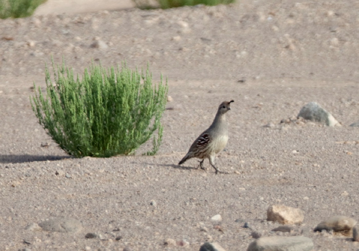 Callipepla gambelii Odontophoridae