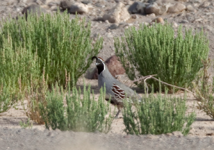 Callipepla gambelii Odontophoridae