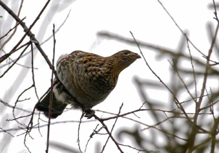 Bonasa umbellus Phasianidae