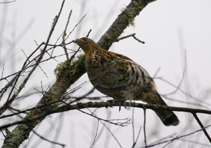 Bonasa umbellus Phasianidae