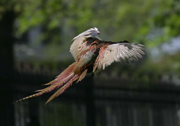 Phasianus colchicus Phasianidae