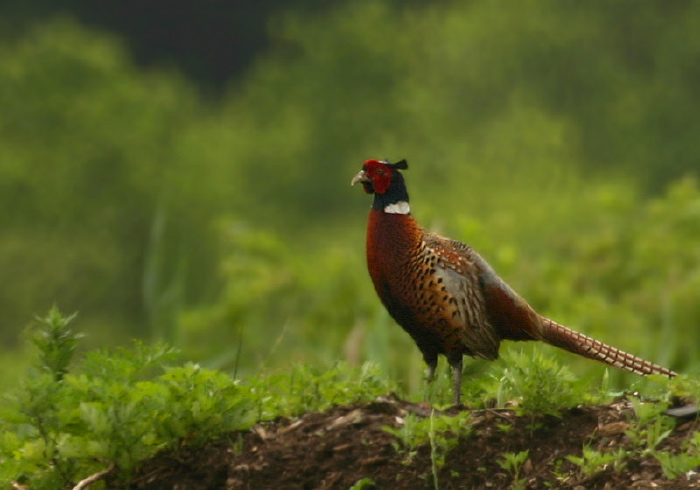 Phasianus colchicus Phasianidae