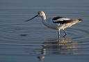 american_avocet106