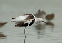 american_avocet3469