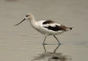 american_avocet3500
