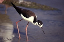 black-necked_stilt