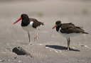 img_2992_oystercatcher