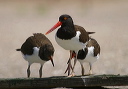 img_3010_oystercatcher