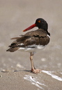 img_3012_oystercatcher