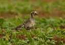 img_4531_pluvialis
