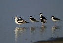 img_7315_avocet_and_stilts