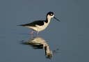 img_7323_stilt
