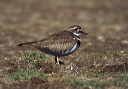 killdeer
