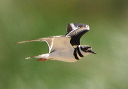killdeer710
