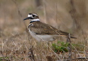 killdeer_img_0535