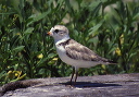 piping_plover