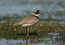 zh3z2725_plover