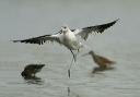 zh3z3495_avocet
