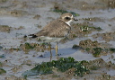 zh3z4982_plover
