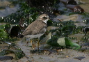 zh3z5003_plover