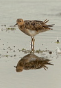 buff-breasted_sandpiper3557