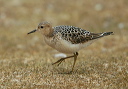 buff-breasted_sandpiper3600